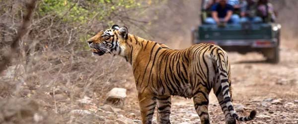 Explore golden triangle tour with Ranthambore